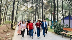 ket noi noi do voi la phoi xanh kim anh