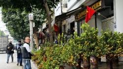 Người dân Thủ đô rục rịch sắm quất, đào, mai