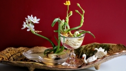 Thú chơi hoa thủy tiên của người Hà Nội