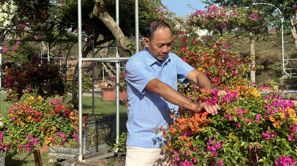 Làng hoa giấy Phù Đổng vào vụ Tết