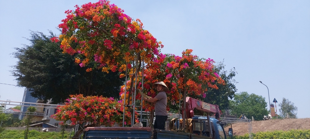 Làng hoa giấy Phù Đổng vào vụ Tết