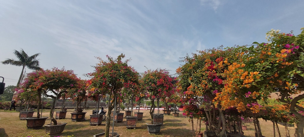 Làng hoa giấy Phù Đổng vào vụ Tết