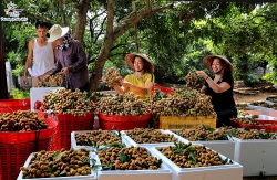 tri thuc trong va che bien nhan long hung yen duoc cong nhan la di san van hoa phi vat the quoc gia