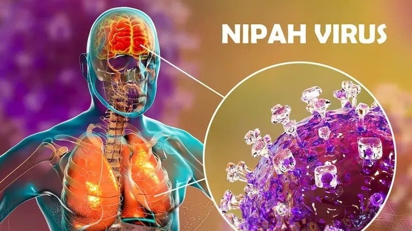 Hà Nội: Chủ động phòng, chống bệnh do virus Nipah