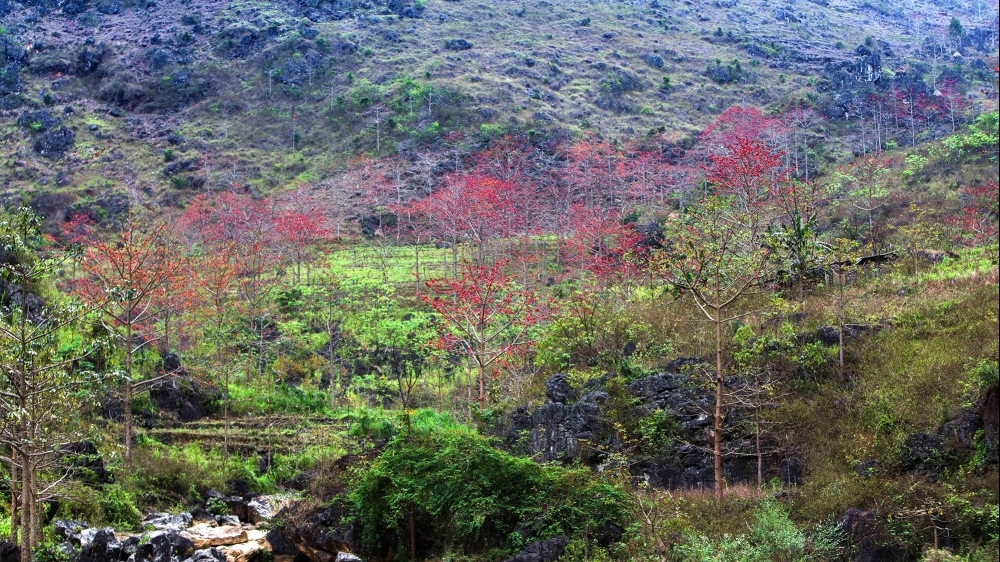 Độc đáo Lễ hội hoa Mộc miên tại Hà Giang