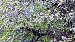 Ngày hội hoa Sơn tra – Sản phẩm du lịch độc đáo của Yên Bái