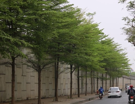 Người dân Thủ đô nô nức check in với hàng cây bàng lá nhỏ xanh mướt