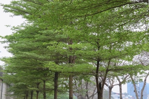Người dân Thủ đô nô nức check in với hàng cây bàng lá nhỏ xanh mướt