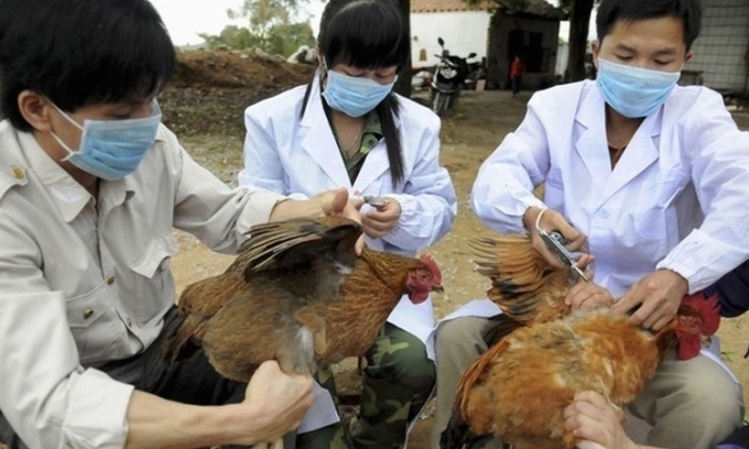 Xuất hiện ca mắc cúm A (H5N1) tại Khánh Hòa