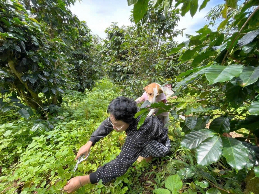 Người phụ nữ trồng rau trên giấc mơ xanh