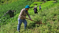 300 nguoi tham gia trong 25ha rung tai son la