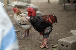 “Tri thức dân gian: Nuôi và chế biến gà Đông Tảo” là di sản văn hóa phi vật thể quốc gia