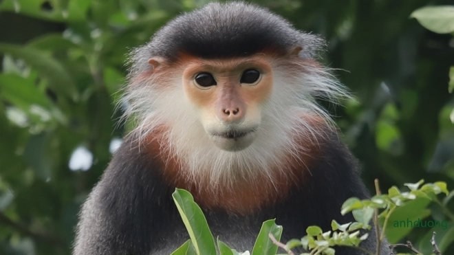 Bộ phim “Tam Mỹ Tây” đoạt giải Liên hoan Phim quốc tế về rừng năm 2023