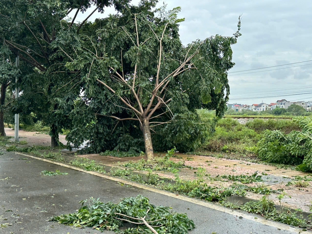 Hà Nội: Cây xanh bật gốc, gãy đổ hàng loạt sau mưa bão