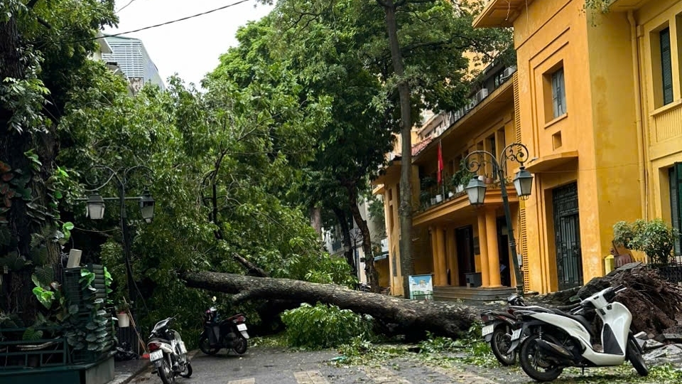 Hà Nội: Cây xanh bật gốc, gãy đổ hàng loạt sau mưa bão