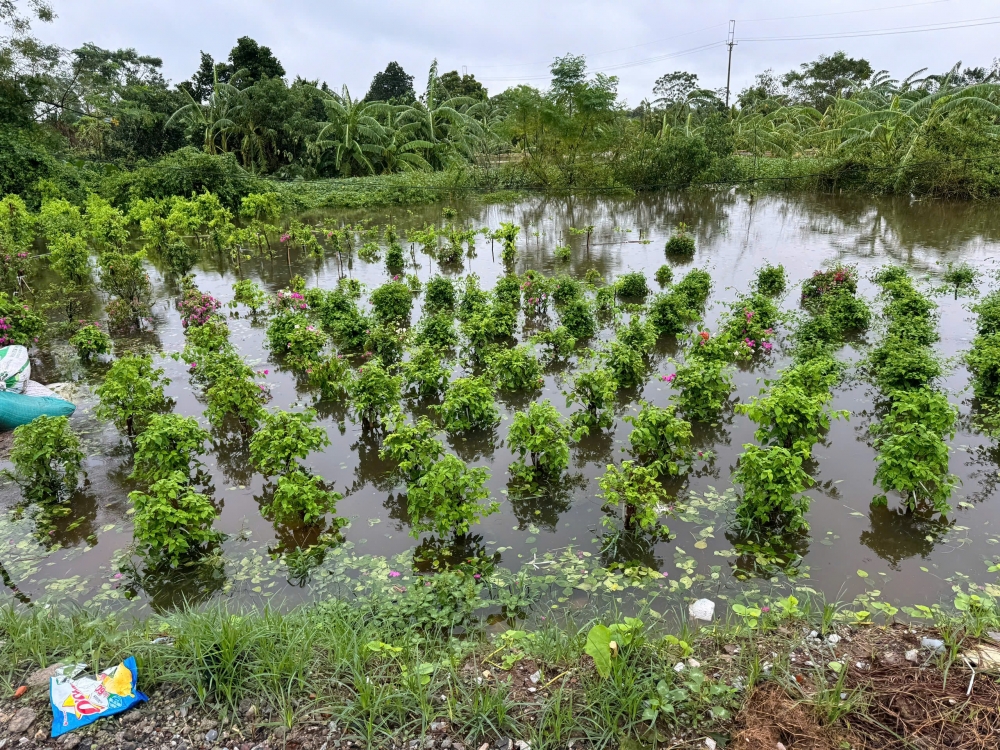 Dân vùng ven sông Đuống vất vả “chạy lũ”