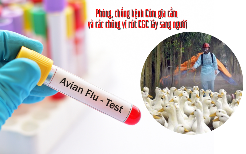 Yêu cầu tăng cường xử lý ổ dịch cúm gia cầm A(H5) tại Phú Thọ