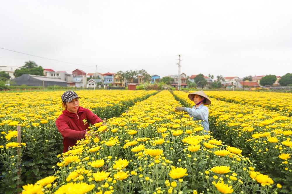 Huyện Mê Linh sẵn sàng cho festival hoa