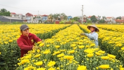 huyen me linh san sang cho festival hoa