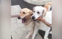 Thú vị với cảnh chó mẹ giúp chó con đưa cành cây qua vật cản