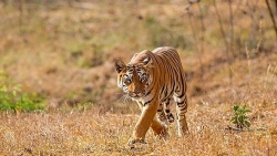 Video: Hươu nhanh trí phát giác màn "ngụy trang" của hổ và chạy thoát thân