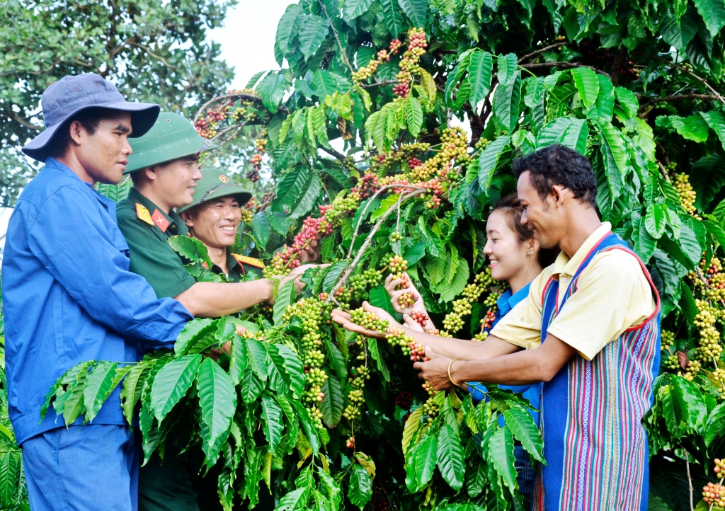 Cán bộ, đoàn viên thanh niên Binh đoàn 16 hướng dẫn cách chăm sóc cây cà phê cho đồng bào