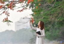 Thiếu nữ bâng khuâng kỷ niệm dưới tán phượng đỏ rực ven hồ