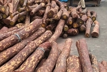 Bắt giữ trên 12m3 gỗ quý giá trị cả chục tỷ đồng