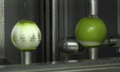 may got 5 tan chanh moi ngay trong nong trai o long an