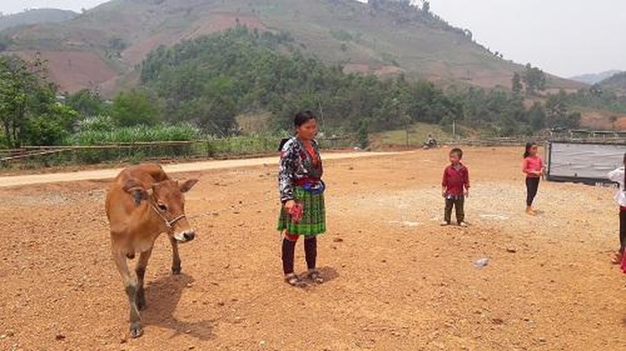 Trao 80 con bò giống trị giá 1, 2 tỷ cho hộ nghèo vùng cao