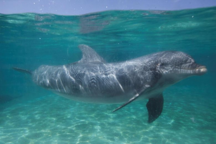 Canada cấm đánh bắt và nuôi nhốt cá voi, cá heo phục vụ giải trí canada cam danh bat va nuoi nhot ca voi ca heo phuc vu giai tri