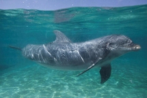 Canada cấm đánh bắt và nuôi nhốt cá voi, cá heo phục vụ giải trí