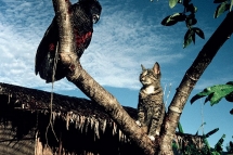 Úc: Bất ngờ loài vật “hung thần” giết hơn 2 tỷ động vật hoang dã mỗi năm