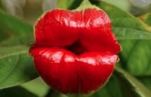 Độc-Lạ: Hoa đôi môi gái gọi, hoa khỏa thân ngắm là ngất ngây