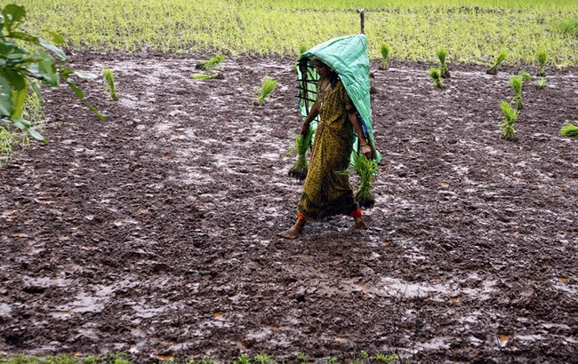 Chấn động hàng loạt nữ nông dân Ấn Độ triệt sản ở độ tuổi 20 chan dong hang loat nu nong dan an do triet san o do tuoi 20