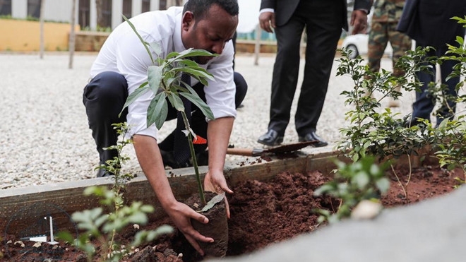 Ethiopia trồng 350 triệu cây trong một ngày để chống biến đổi khí hậu