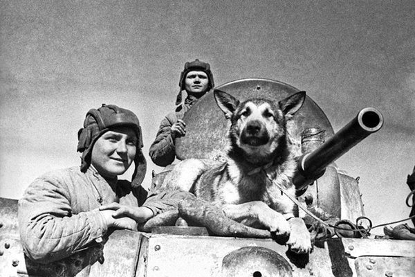 Những "người lính" bốn chân quả cảm của Liên Xô