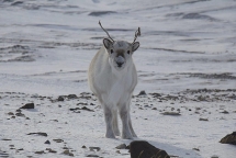 200 con tuần lộc chết đói trên quần đảo Bắc Cực do biến đổi khí hậu