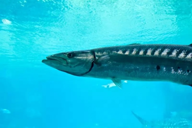 anh 10 loai dong vat boi cuc nhanh trong dai duong