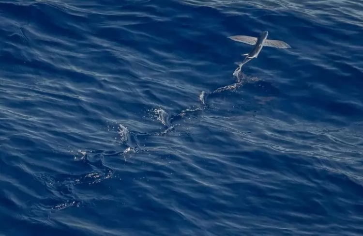 anh 10 loai dong vat boi cuc nhanh trong dai duong