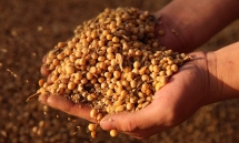 Trung Quốc tuyên bố ngừng mua nông sản Mỹ