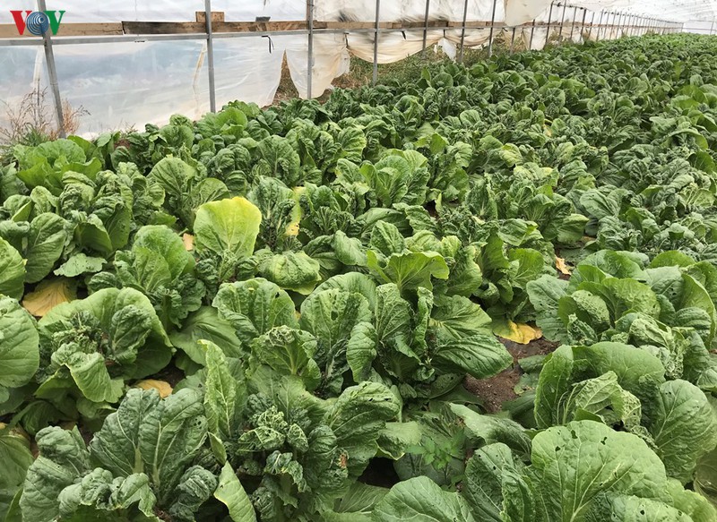 dau tu vao nong nghiep sinh ke lau dai cho cong dong nguoi viet tai nga