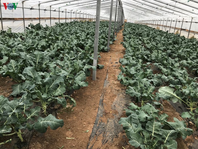 dau tu vao nong nghiep sinh ke lau dai cho cong dong nguoi viet tai nga