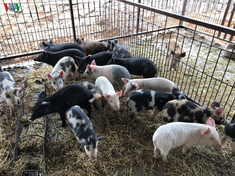 dau tu vao nong nghiep sinh ke lau dai cho cong dong nguoi viet tai nga