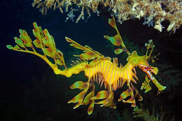 nhung sinh vat doc nhat vo nhi duoi day dai duong