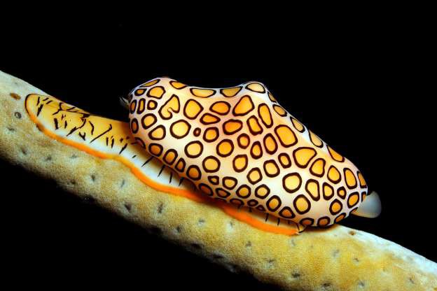 nhung sinh vat doc nhat vo nhi duoi day dai duong