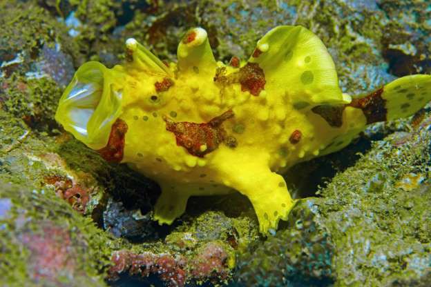 nhung sinh vat doc nhat vo nhi duoi day dai duong