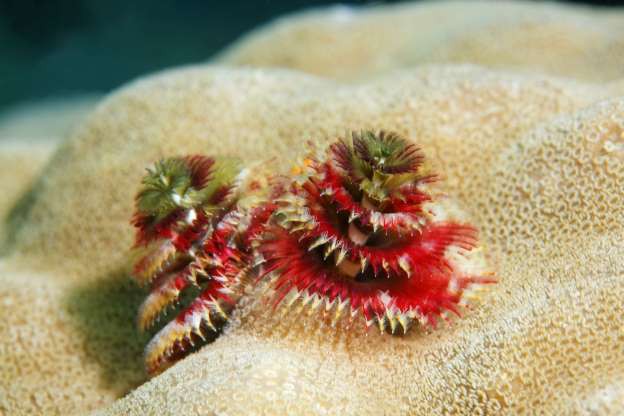 nhung sinh vat doc nhat vo nhi duoi day dai duong