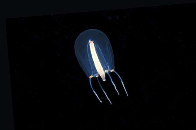 nhung sinh vat doc nhat vo nhi duoi day dai duong