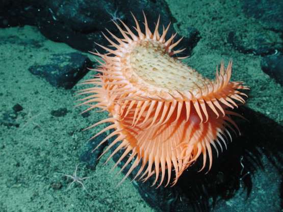 nhung sinh vat doc nhat vo nhi duoi day dai duong